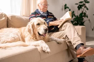 Role of Veterinary Support in Easing the Pet Euthanasia Journey