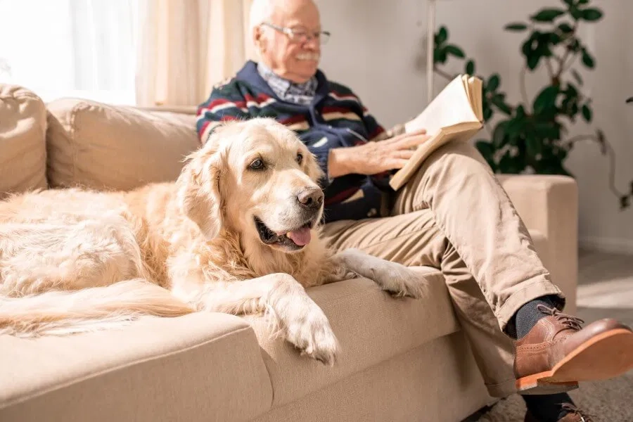 Role of Veterinary Support in Easing the Pet Euthanasia Journey